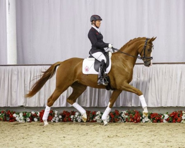 Zuchtstute Salsa d'Amour (Westfale, 2012, von Sir Heinrich OLD)