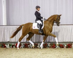 broodmare Salsa d'Amour (Westphalian, 2012, from Sir Heinrich OLD)