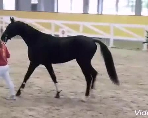 Video of Finest´s Junior