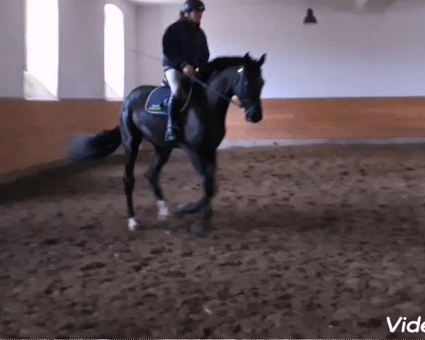 Video of Finest´s Junior