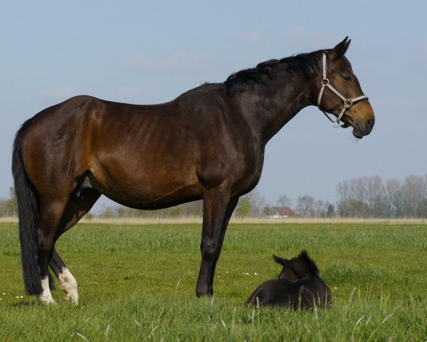 broodmare Roxana Ra (Hanoverian, 1997, from Rohdiamant)