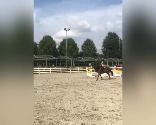 Video of Q-Bert's Lausejunge