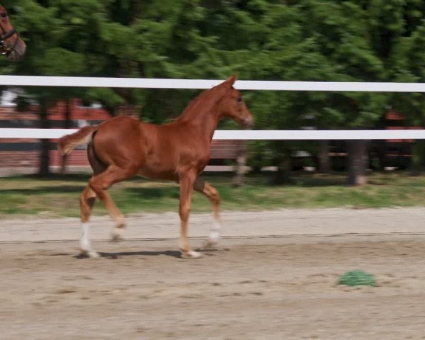 Video von D`Olympea von Preussen