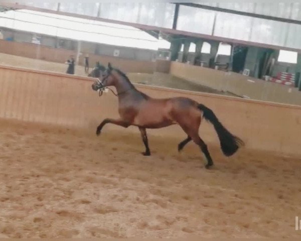 Video of Finaro 4