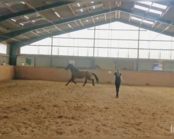 Video of Finaro 4