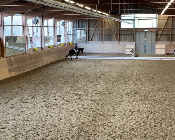 Reitturnier Uster 2019