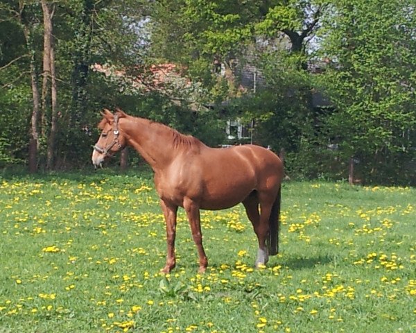 broodmare Whispering Dream (Hanoverian, 1994, from Winterwald)