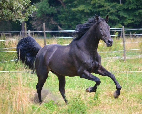 jumper Sion Le Beau (Oldenburg, 1997, from Sion)