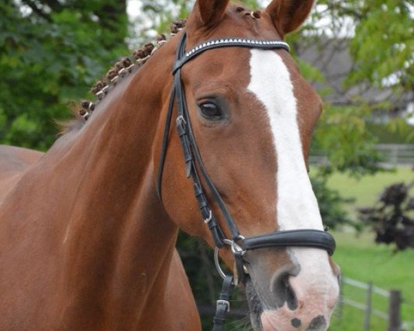horse Chamia (Hanoverian, 1999, from Kolibris As)
