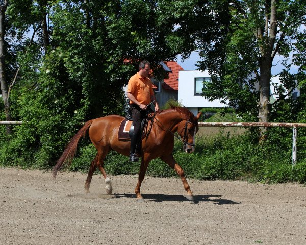 horse Odin (Austrian Warmblood, 2007, from Okeanos)