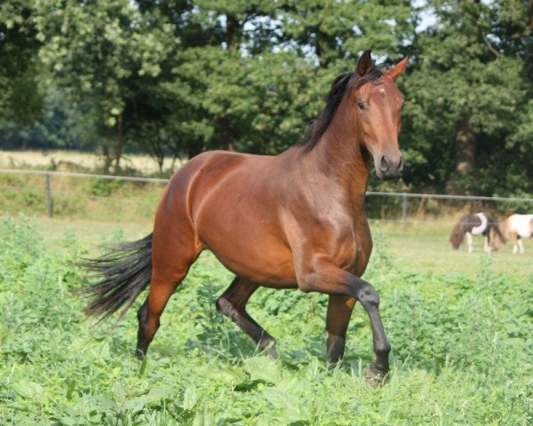 Springpferd Deike (Oldenburger, 2011, von Fürstenball)
