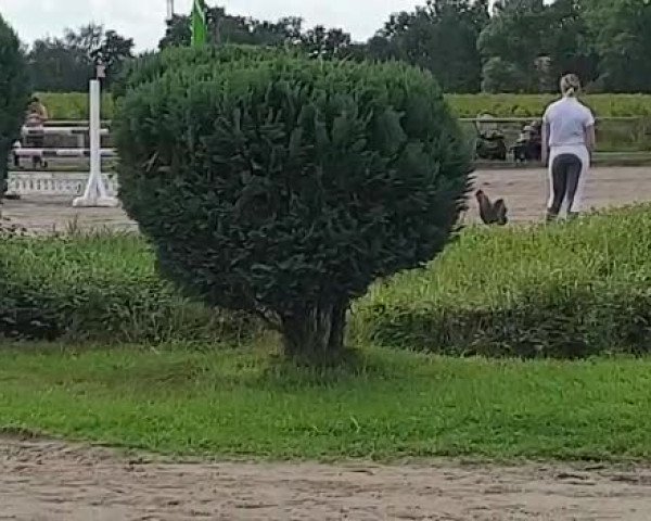 Video of Qualifying