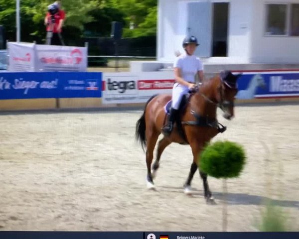 Video of Caspar 313