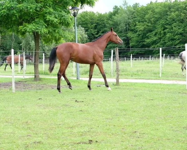 Video of Cherry Lady