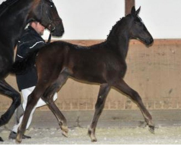 broodmare Royal Queeny (Bavarian, 2013, from Franziskus FRH) broodmare Royal Queeny (Bavarian, 2013, from Franziskus FRH)