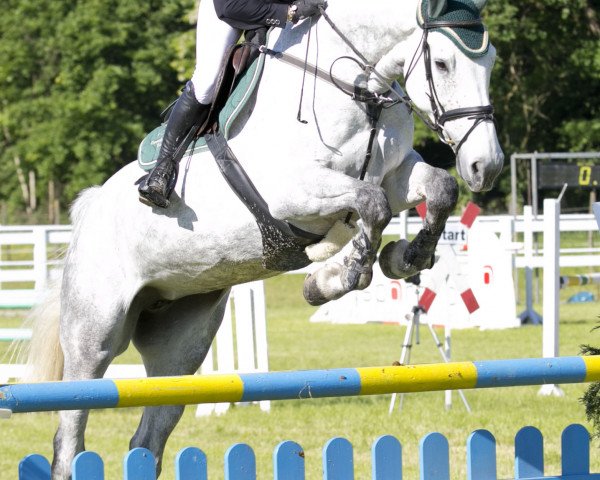 broodmare Jocelyn 2 (Holsteiner, 2008, from Cassini II)