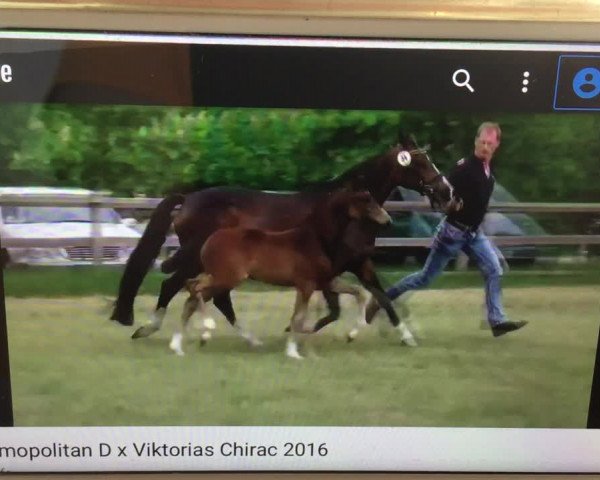 Video of Jadestern WE