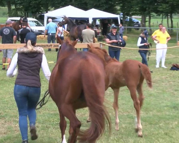Video of Dia Velino