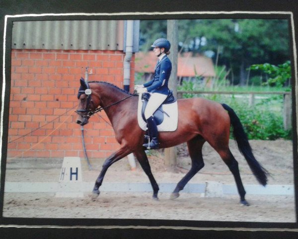 dressage horse Lorena (German Sport Horse, 2007, from Leopardstown xx)