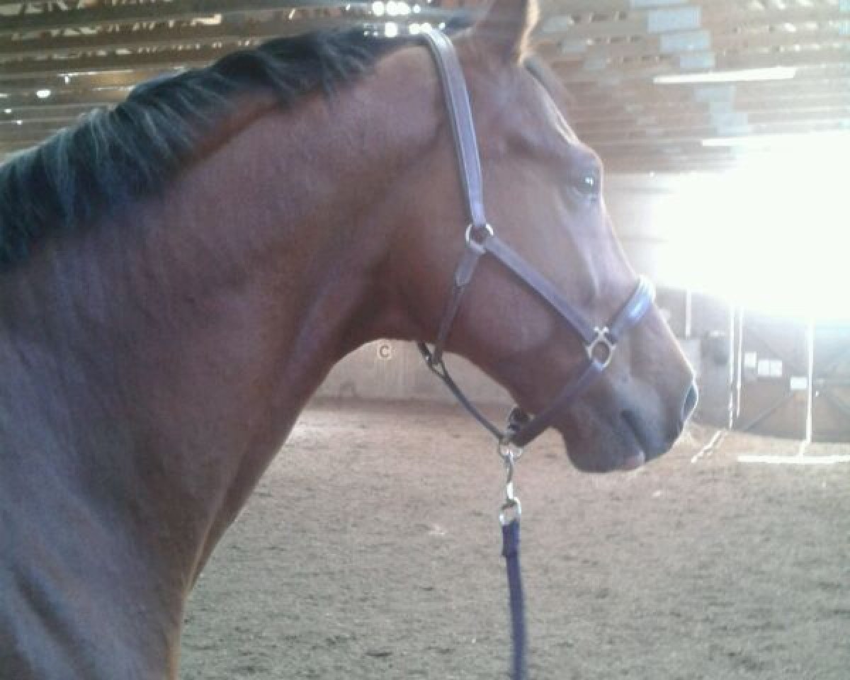horse Einstein 9 (German Sport Horse, 2005, from Wontorra)