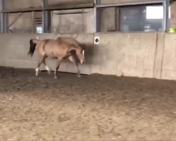 Video of Donnerlady