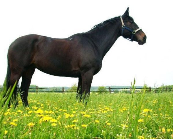 Paard Vanny (Duits Rijpaard, 1997, van Van Gogh)