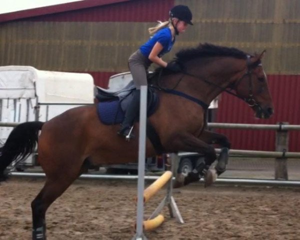 jumper Rob Roy 32 (Oldenburg, 1999, from Rouletto)