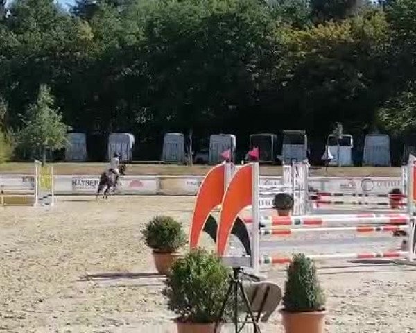 Video of Leopold Z