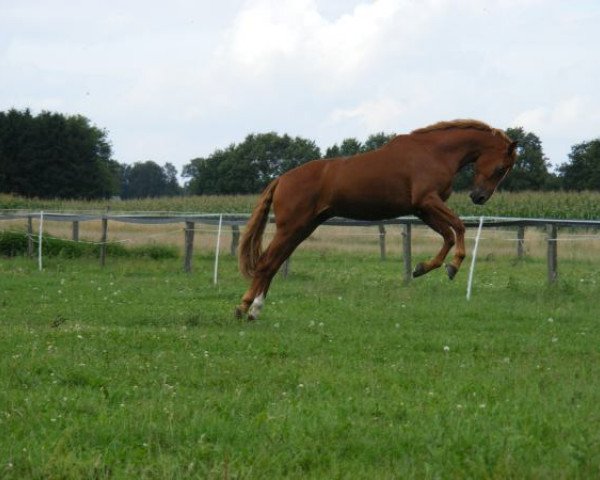 jumper Campari Red (Westphalian, 1999, from Cadre Noir 96 FIN)
