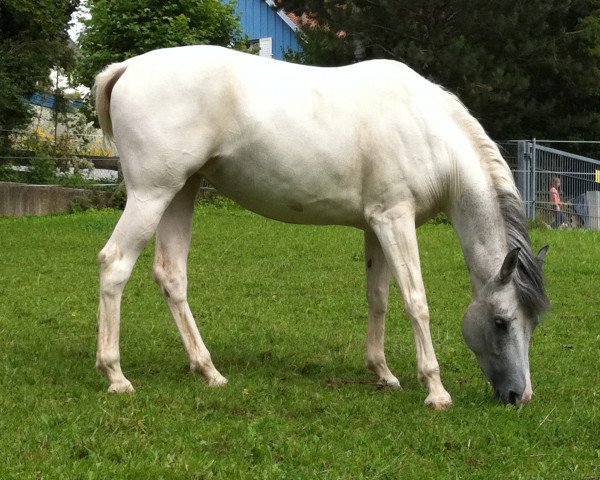 Zuchtstute El Shalimah bint HS Dahab (Pinto/Pleasure, 2006, von Hs Dahab ox)