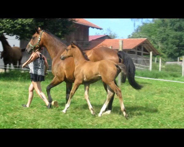 Video von Just Balou