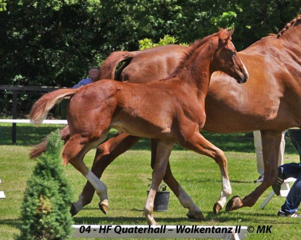 jumper Quite Sun (Hanoverian, 2014, from Quaterhall)