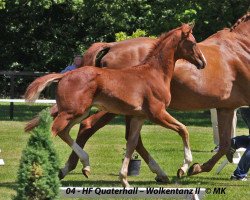 jumper Quite Sun (Hanoverian, 2014, from Quaterhall)