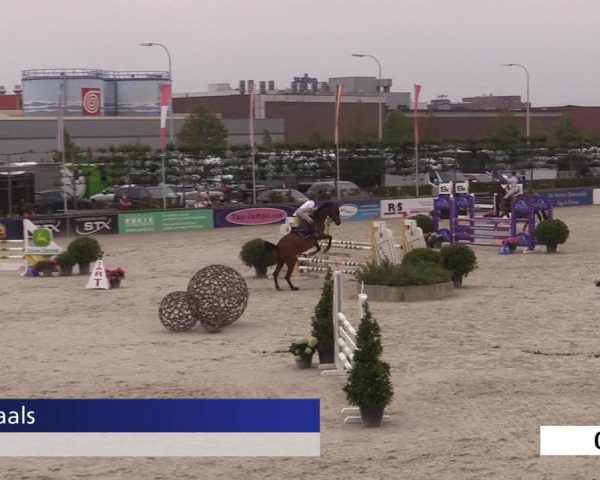Video of dapper