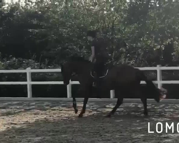 Video of Coco Casalla