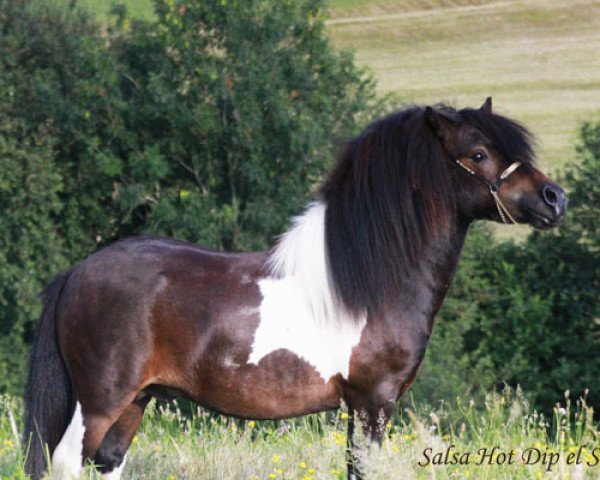 stallion Salsa Hot Dip el Saraja (Shetland pony (under 87 cm),  , from Cwmhen Emperor)