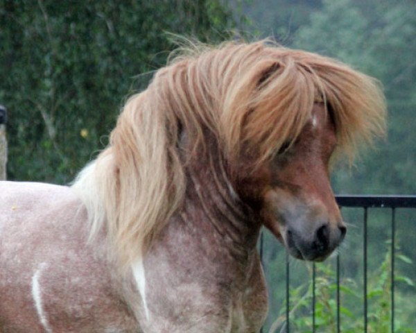 Pferd Chilli Hot Pepper el Saraja (Shetland Pony (unter 87 cm),  , von Cwmhen Emperor)