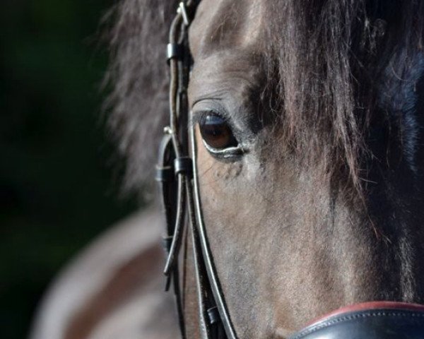 horse Donna Bella (Hanoverian, 2006, from Don Ricoss) horse Donna Bella (Hanoverian, 2006, from Don Ricoss)