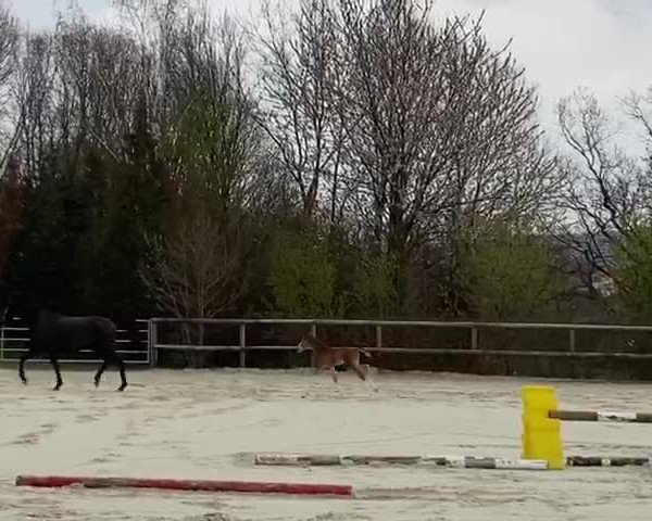 Video of Faraday