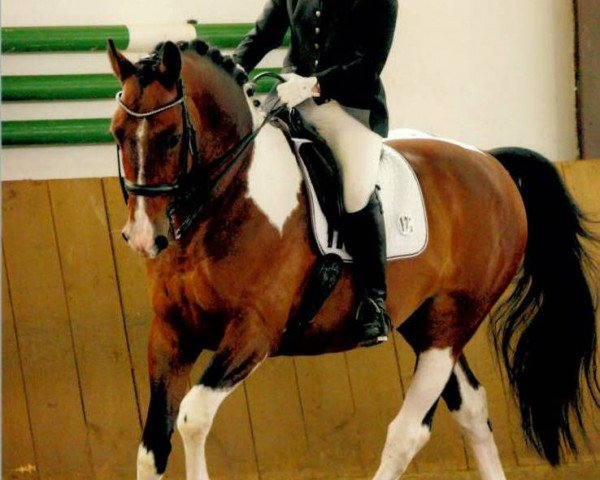 dressage horse Don Tobiano (German Warmblood, 2002, from Don Larino 171 FIN)