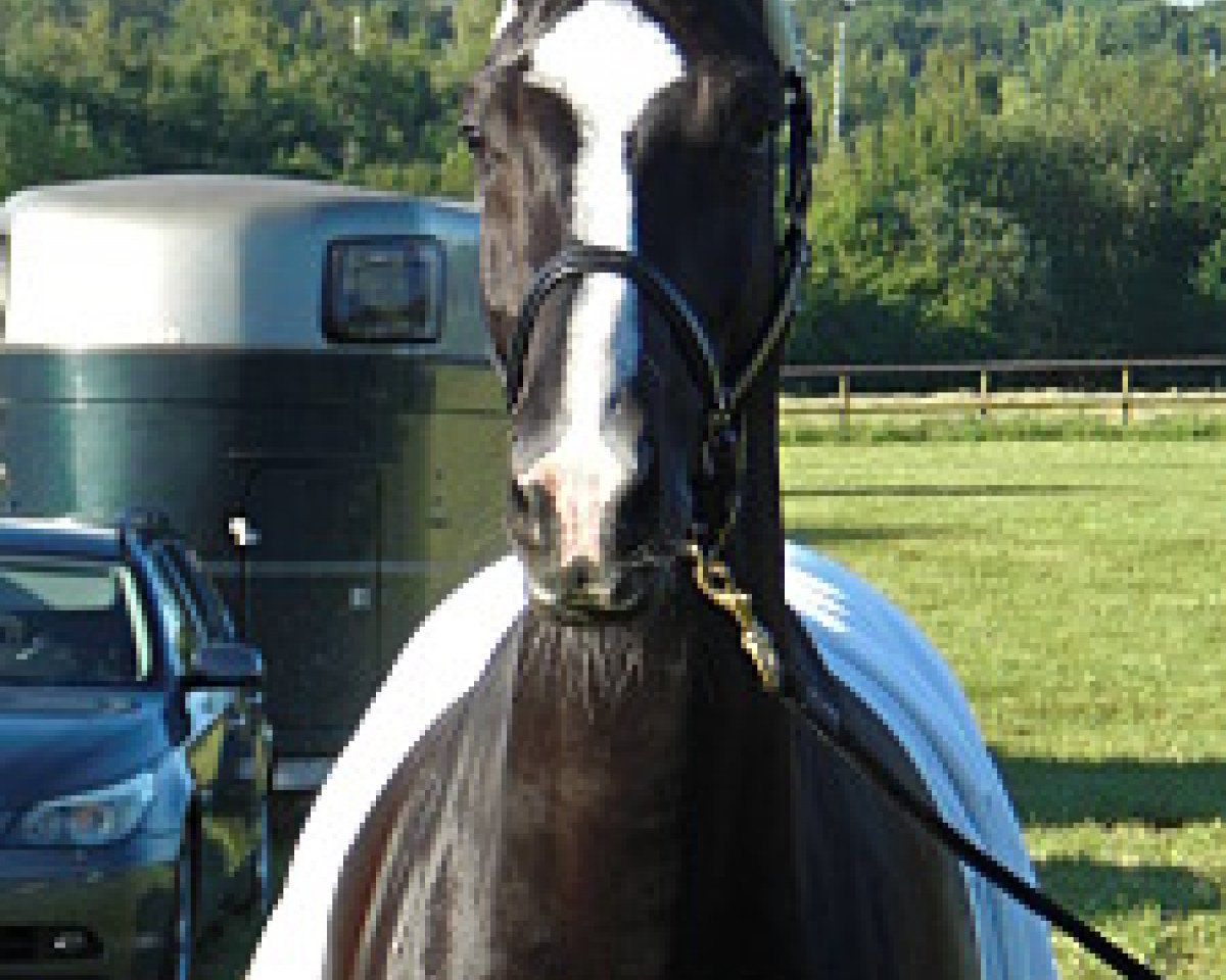 broodmare Desdemona 101 (Westphalian, 2004, from De Niro)
