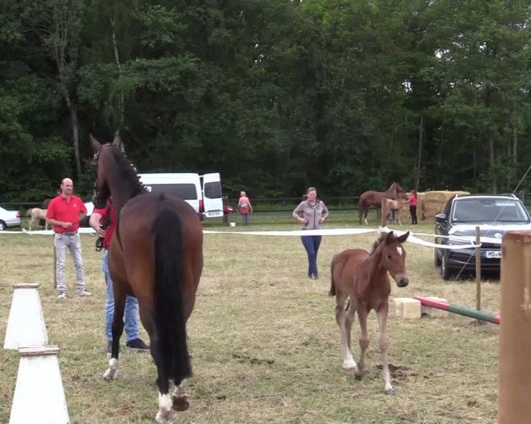 Video of Hektor