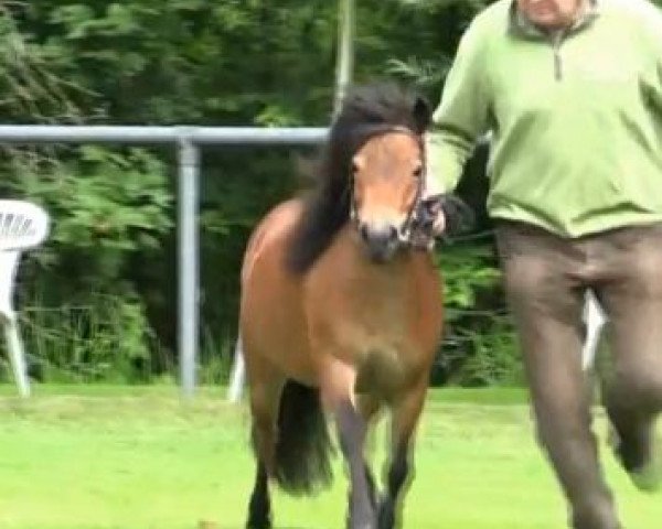 horse Stute von Puschel (Shetland Pony, 2011, from Puschel)