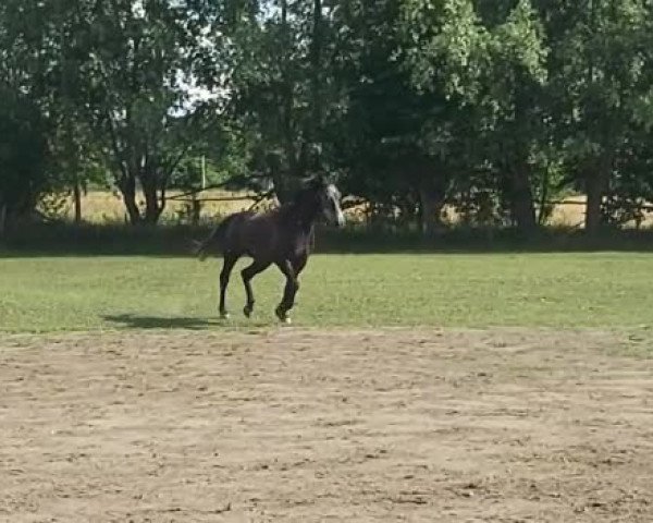 Video von Prince van Verrebroek