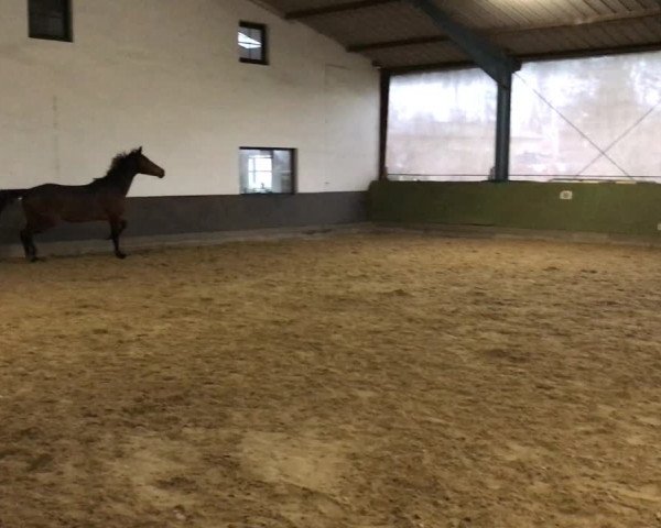 Video of Rock Puppet