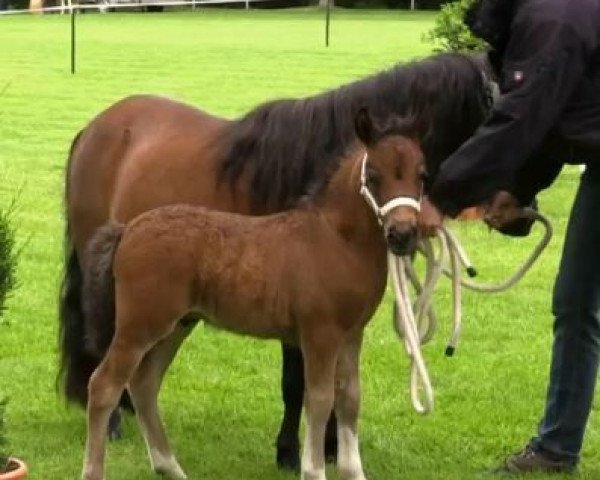 horse Ocean Boy von Fasanenweg (Shetland Pony, 2014, from Old Shatterhand)