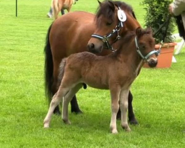 horse Hengst von Old Shatterhand (Shetland Pony, 2014, from Old Shatterhand)