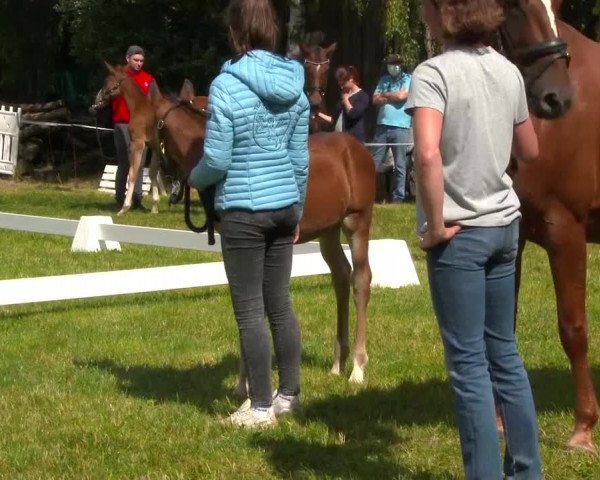 Video of Frieda Fun