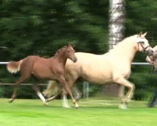 horse Stute von A new Star (German Riding Pony, 2014, from A new Star)