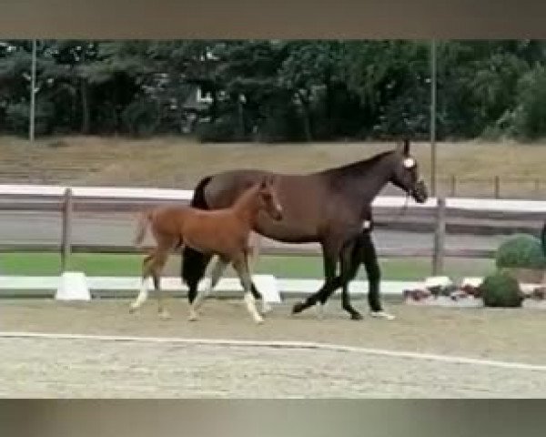 Video of Verstappen
